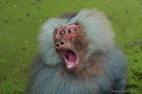 Dierentuinen en Parken Bart Fotografie-158