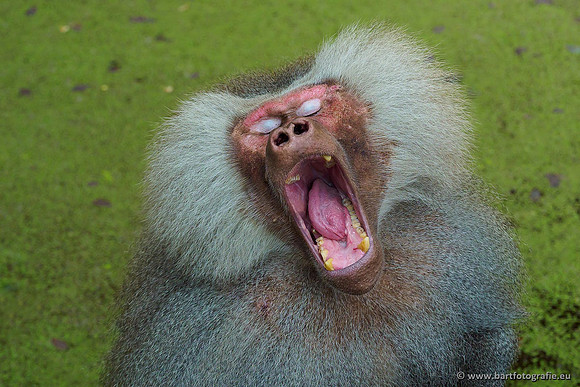 Dierentuinen en Parken Bart Fotografie-159