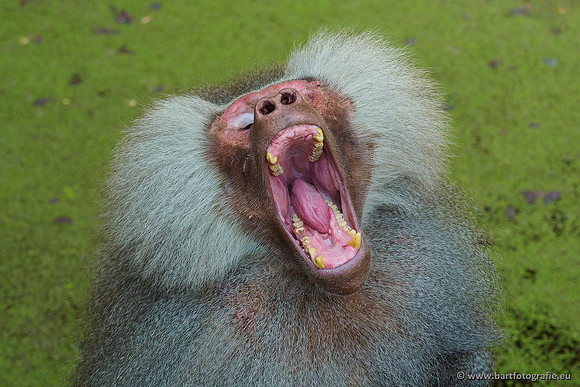 Dierentuinen en Parken Bart Fotografie-160