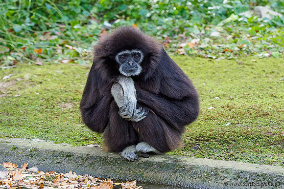 Dierentuinen en Parken Bart Fotografie-161