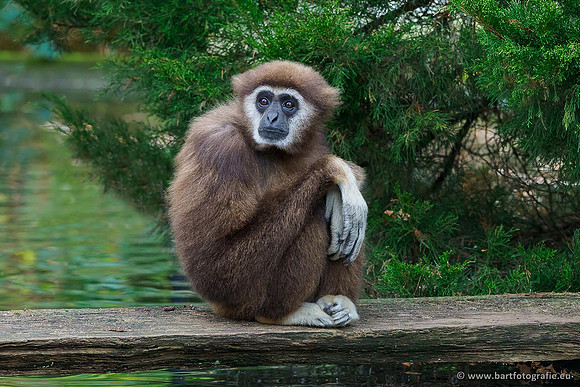 Dierentuinen en Parken Bart Fotografie-162
