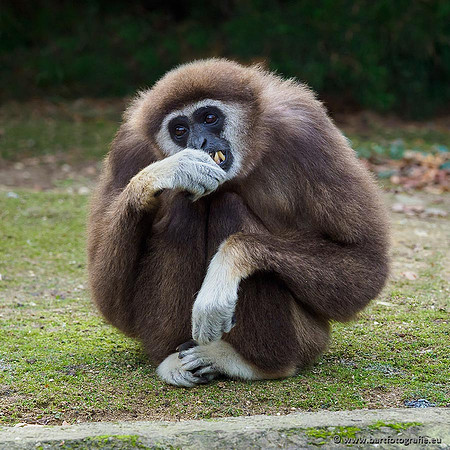 Dierentuinen en Parken Bart Fotografie-163