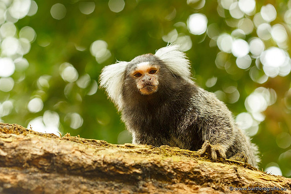 Dierentuinen en Parken Bart Fotografie-168