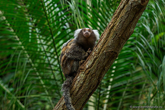 Dierentuinen en Parken Bart Fotografie-170