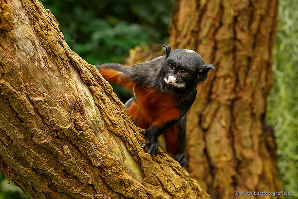 Dierentuinen en Parken Bart Fotografie-171