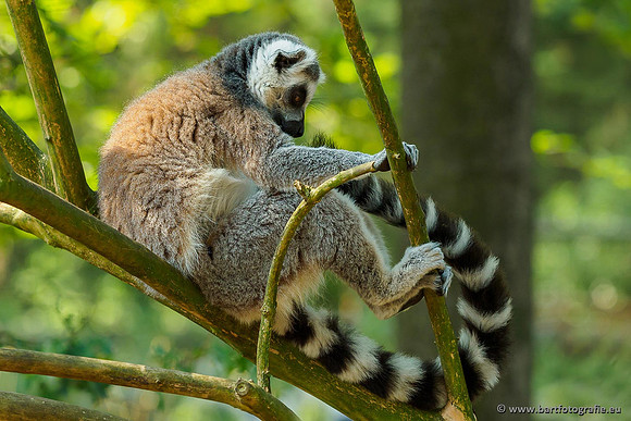 Dierentuinen en Parken Bart Fotografie-185
