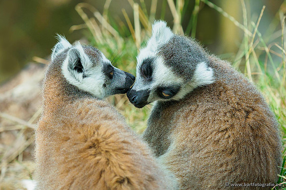 Dierentuinen en Parken Bart Fotografie-186