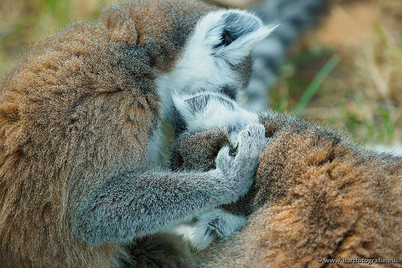 Dierentuinen en Parken Bart Fotografie-187