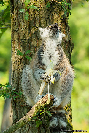 Dierentuinen en Parken Bart Fotografie-189