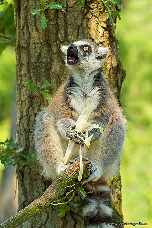 Dierentuinen en Parken Bart Fotografie-190