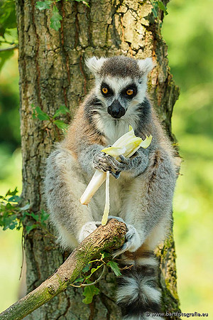 Dierentuinen en Parken Bart Fotografie-188