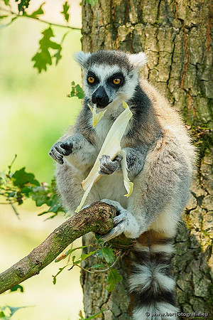 Dierentuinen en Parken Bart Fotografie-191