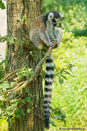 Dierentuinen en Parken Bart Fotografie-192