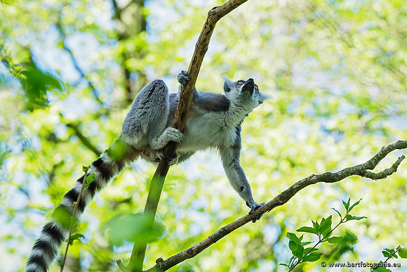 Dierentuinen en Parken Bart Fotografie-195