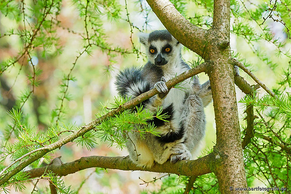 Dierentuinen en Parken Bart Fotografie-197