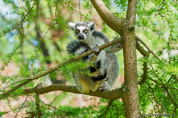 Dierentuinen en Parken Bart Fotografie-198