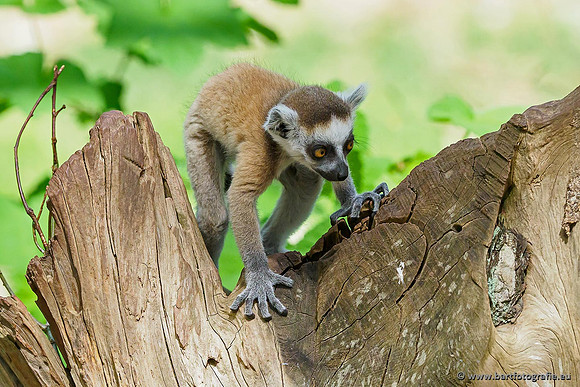 Dierentuinen en Parken Bart Fotografie-199