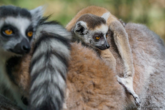 Dierentuinen en Parken Bart Fotografie-201