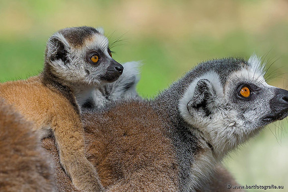 Dierentuinen en Parken Bart Fotografie-202
