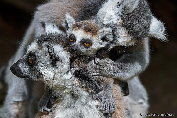 Dierentuinen en Parken Bart Fotografie-206