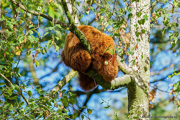 Dierentuinen en Parken Bart Fotografie-207