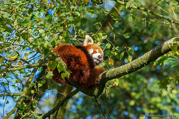 Dierentuinen en Parken Bart Fotografie-208