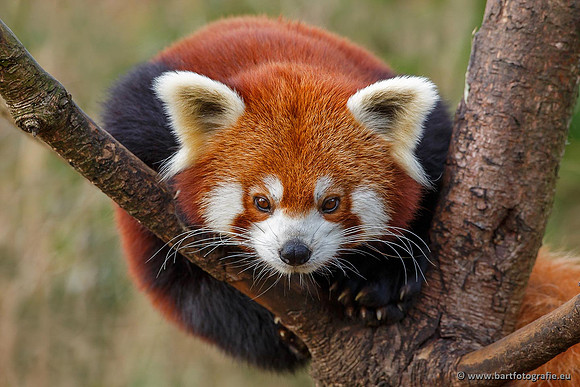 Dierentuinen en Parken Bart Fotografie-212