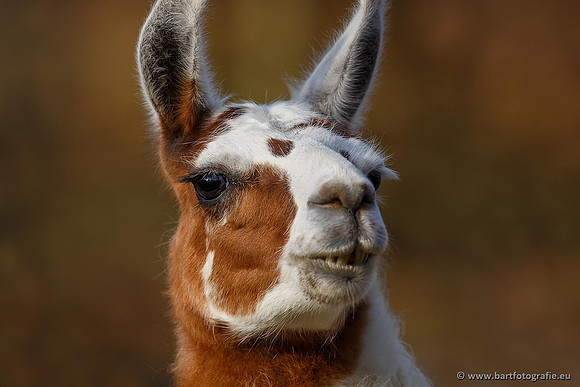 Dierentuinen en Parken Bart Fotografie-214