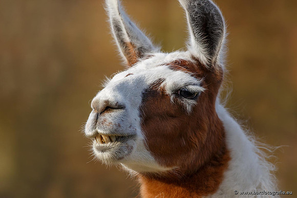 Dierentuinen en Parken Bart Fotografie-215