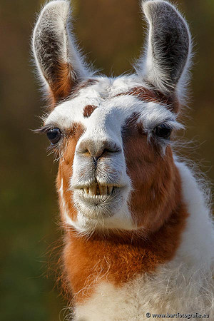 Dierentuinen en Parken Bart Fotografie-217