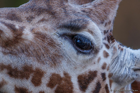 Dierentuinen en Parken Bart Fotografie-221