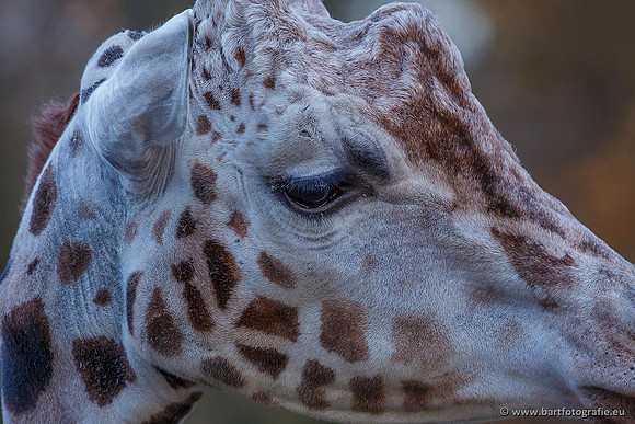 Dierentuinen en Parken Bart Fotografie-222