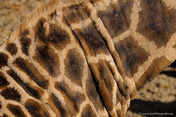 Dierentuinen en Parken Bart Fotografie-224