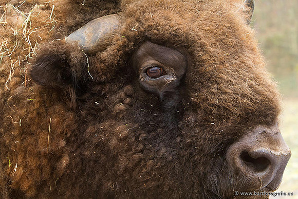 Dierentuinen en Parken Bart Fotografie-228