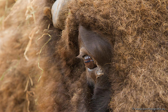 Dierentuinen en Parken Bart Fotografie-229
