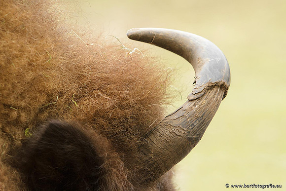 Dierentuinen en Parken Bart Fotografie-230