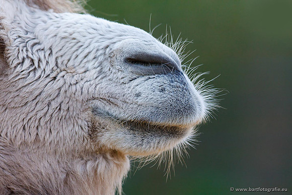 Dierentuinen en Parken Bart Fotografie-231