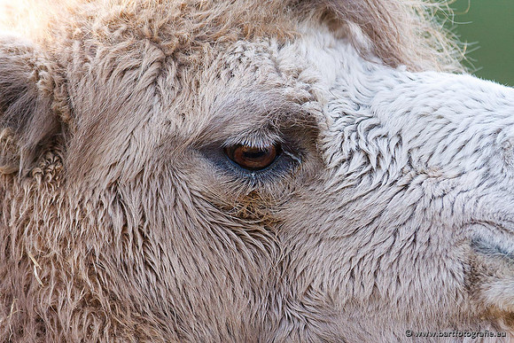 Dierentuinen en Parken Bart Fotografie-232
