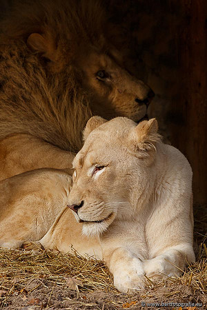 Dierentuinen en Parken Bart Fotografie-238