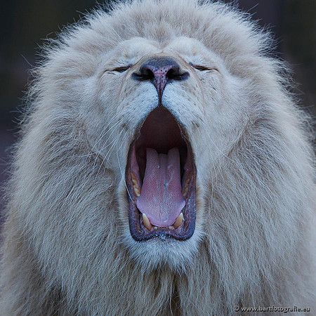 Dierentuinen en Parken Bart Fotografie-239