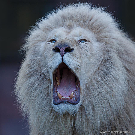 Dierentuinen en Parken Bart Fotografie-240