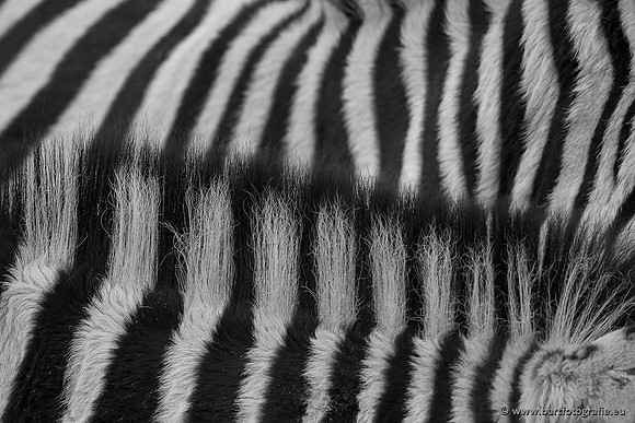 Dierentuinen en Parken Bart Fotografie-246