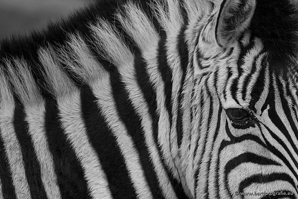 Dierentuinen en Parken Bart Fotografie-247