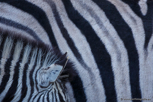 Dierentuinen en Parken Bart Fotografie-248