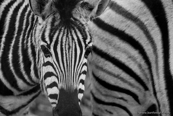 Dierentuinen en Parken Bart Fotografie-249