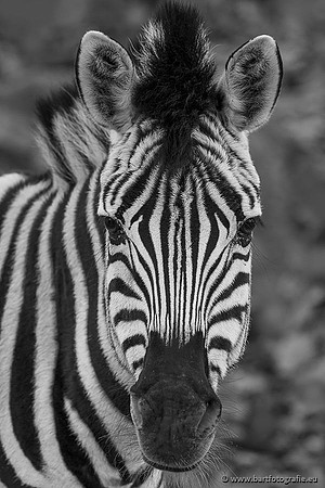 Dierentuinen en Parken Bart Fotografie-251