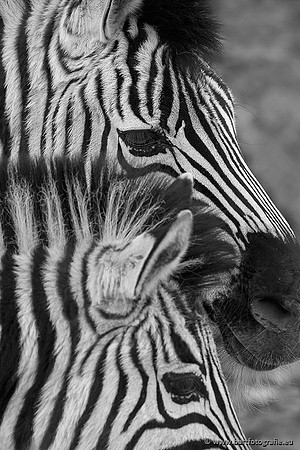 Dierentuinen en Parken Bart Fotografie-252