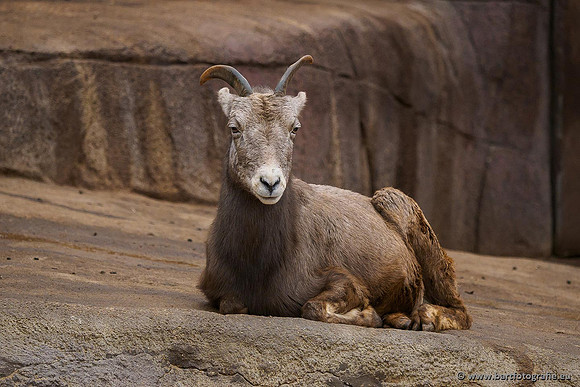 Dierentuinen en Parken Bart Fotografie-253