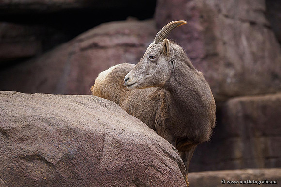 Dierentuinen en Parken Bart Fotografie-254