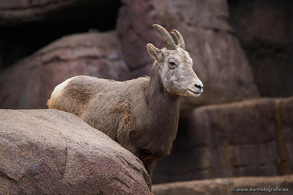 Dierentuinen en Parken Bart Fotografie-255